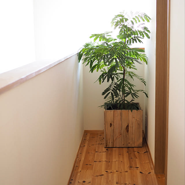 エバーフレッシュ/廊下/植物のある暮らし/観葉植物のある暮らし/NO GREEN NO LIFE...などのインテリア実例 - 2022-02-22 18:48:26