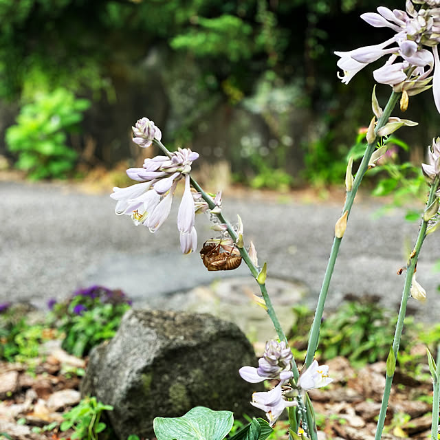 kabu10さんの実例写真