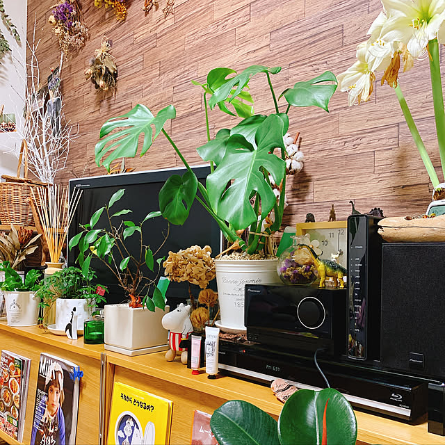ニトリ/観葉植物/無印良品/ダイソー/ナチュラル...などのインテリア実例 - 2020-04-09 18:57:52