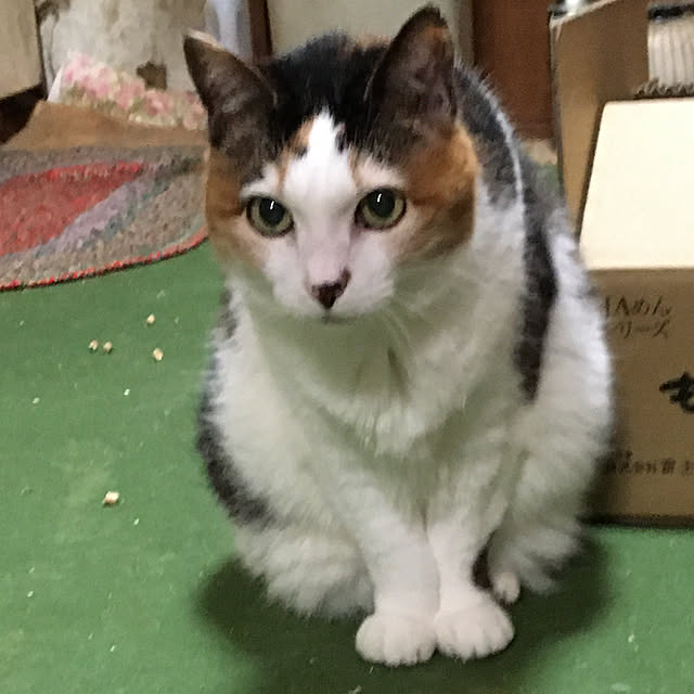 chIoeさんの実例写真