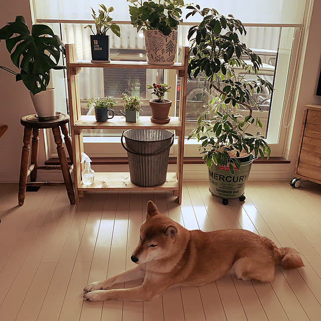 jinchakoさんの実例写真