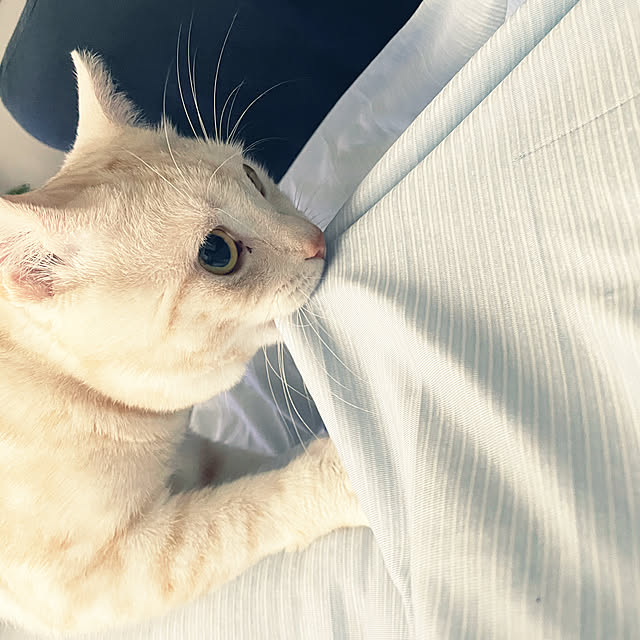 aikaさんの実例写真