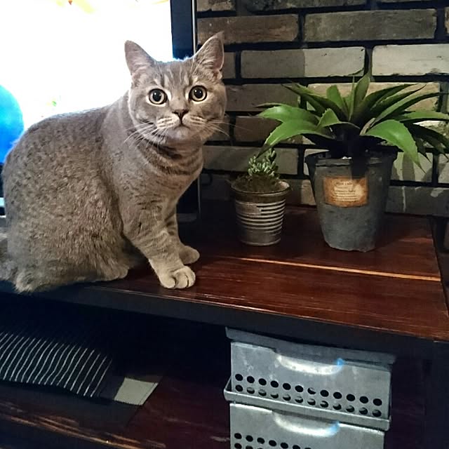 tamaさんの実例写真