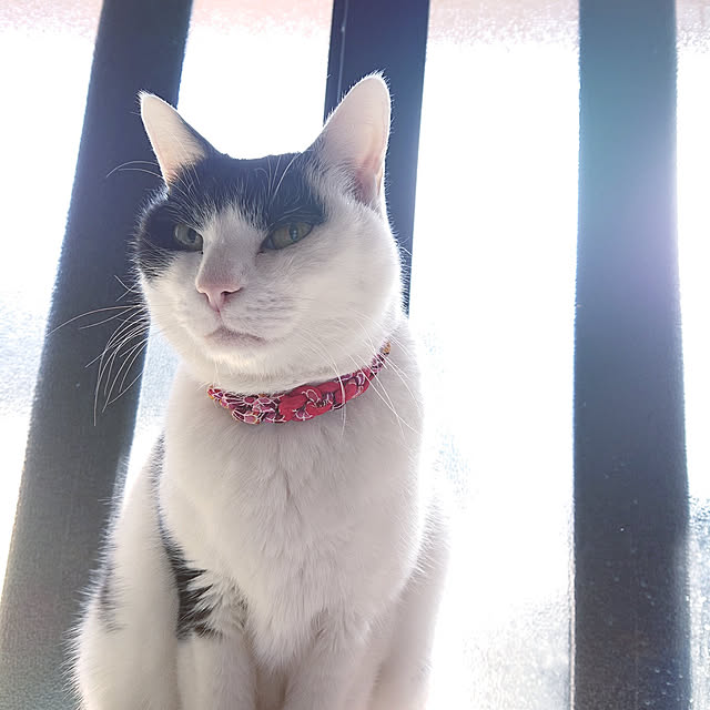 nekosamaさんの実例写真