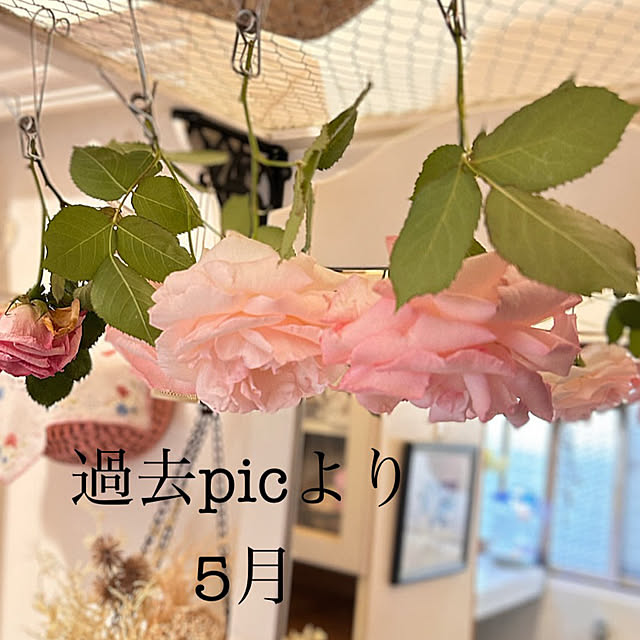 akaidarumaさんの部屋