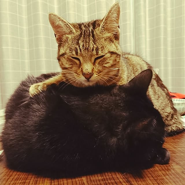 maoshinさんの実例写真