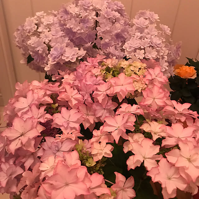 msさんの部屋