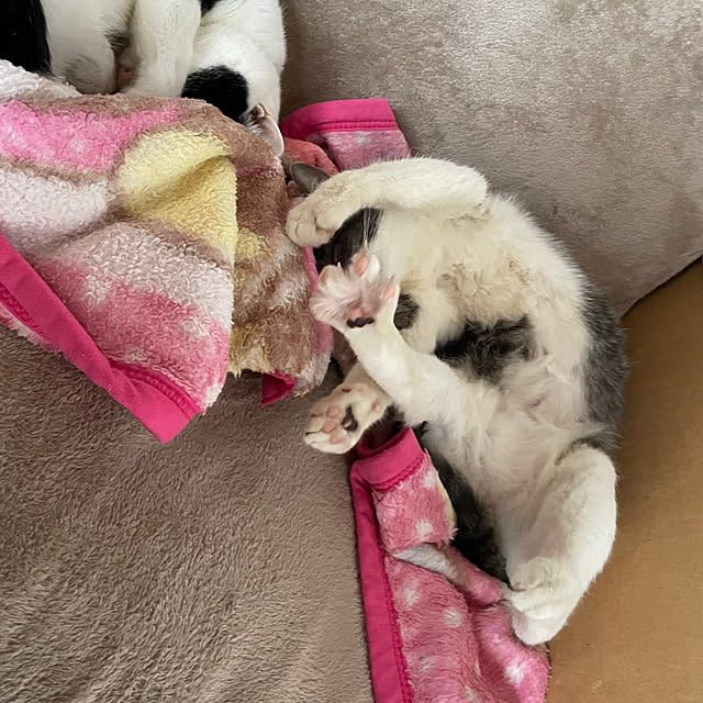nekosamaさんの部屋