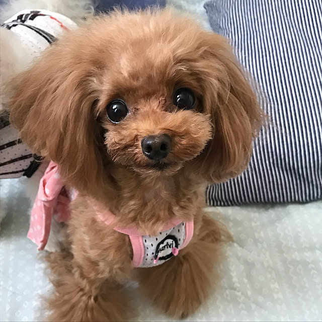 pinさんの実例写真