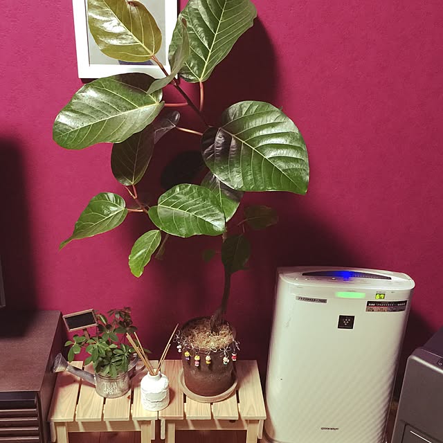 ayumiさんの実例写真