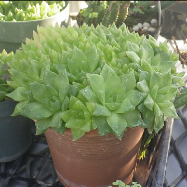 Plantexhibitionhallさんの実例写真