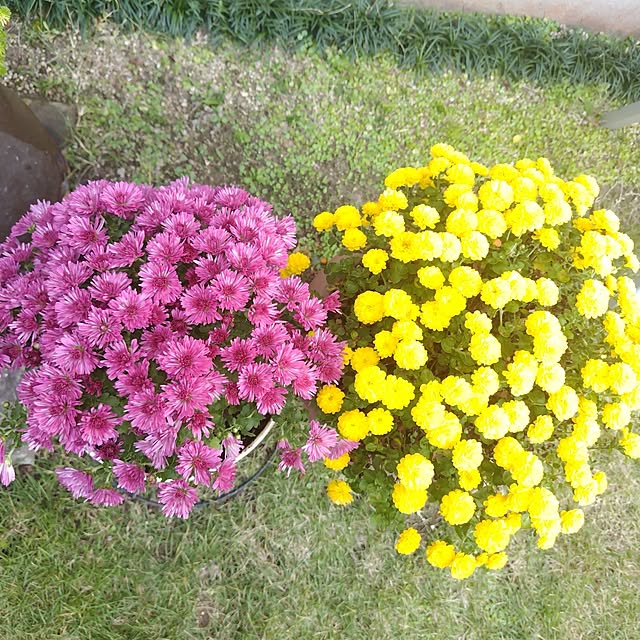 katさんの実例写真