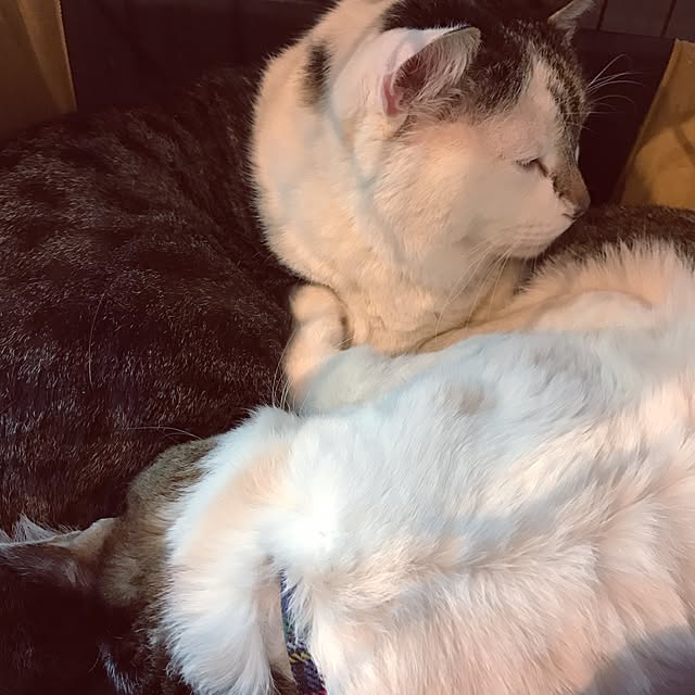 mariaさんの実例写真