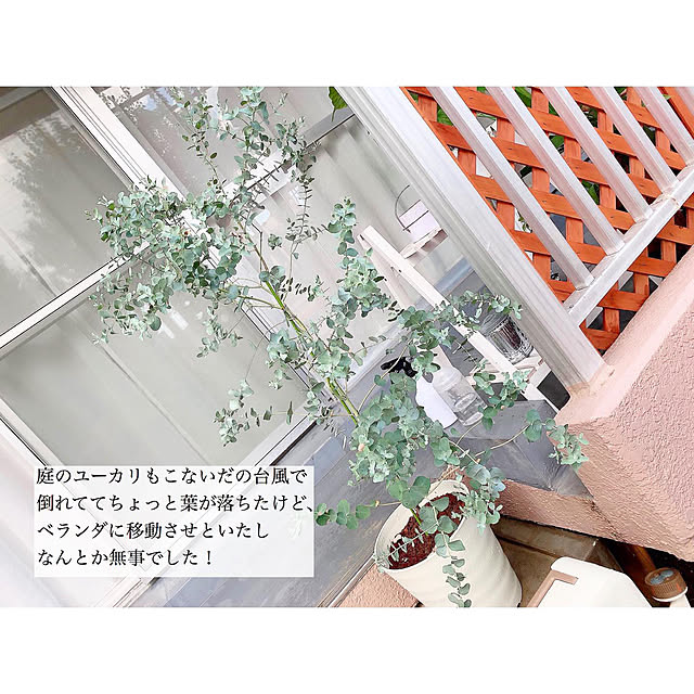 chaluさんの実例写真