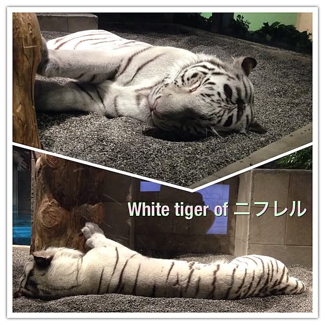 yumicyanさんの実例写真