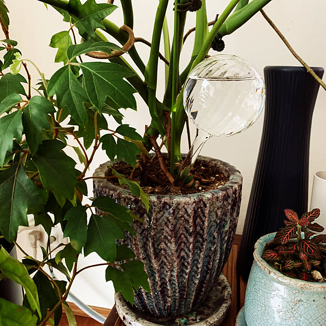 リビング/H&M HOME/みずやり手間要らず/観葉植物のある暮らし/観葉植物...などのインテリア実例 - 2025-02-22 10:15:52