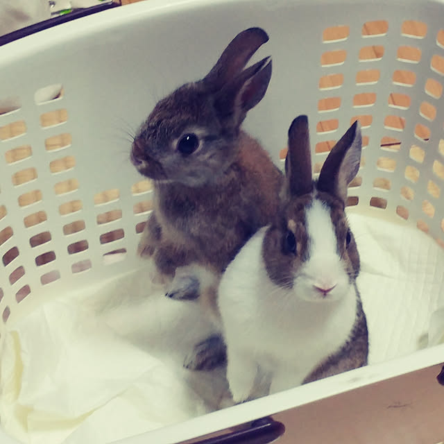 nontenrunさんの実例写真