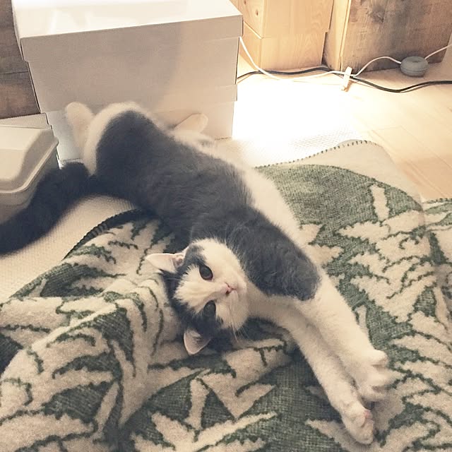 yunさんの実例写真