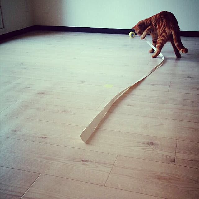 kyaoさんの実例写真