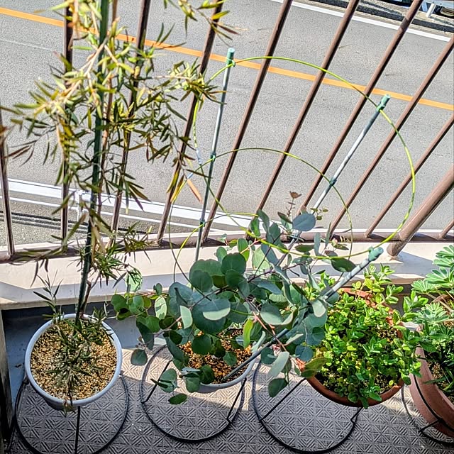 mi-saさんの部屋