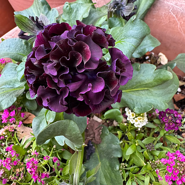 mamizaさんの部屋