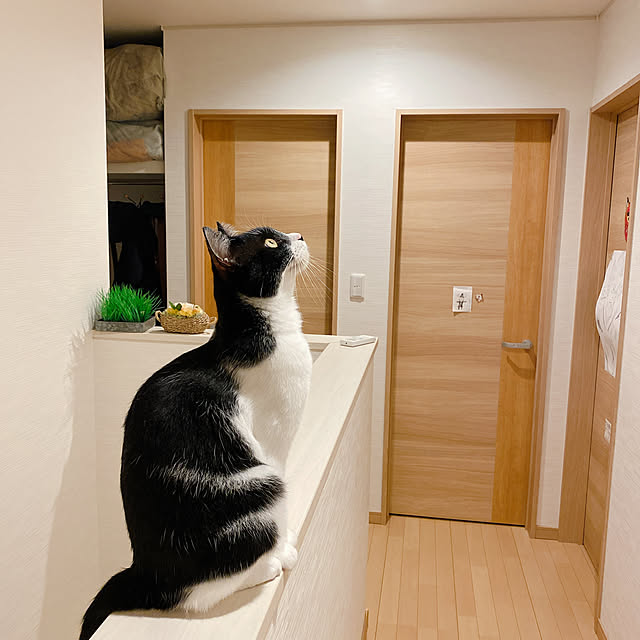 実例写真