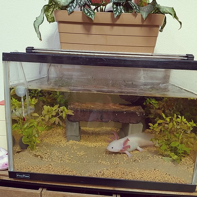 umeboshicyanさんの部屋