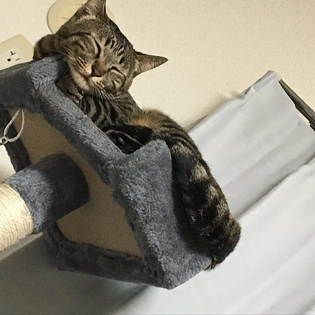 ichicoさんの実例写真