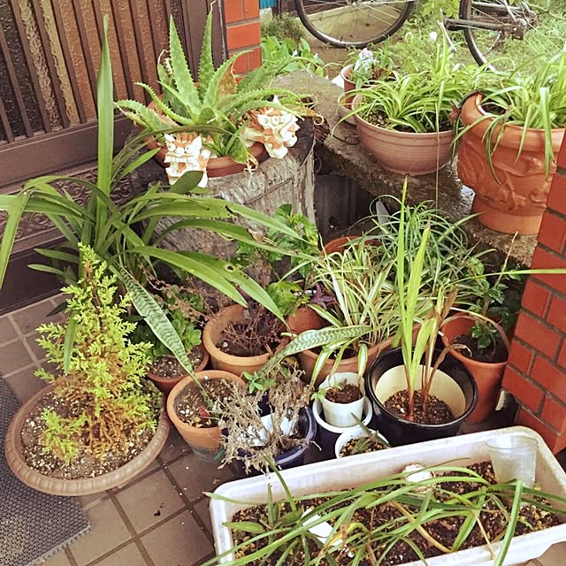 megumio215さんの実例写真