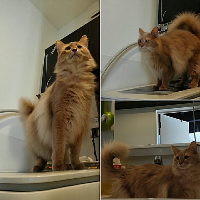 実例写真