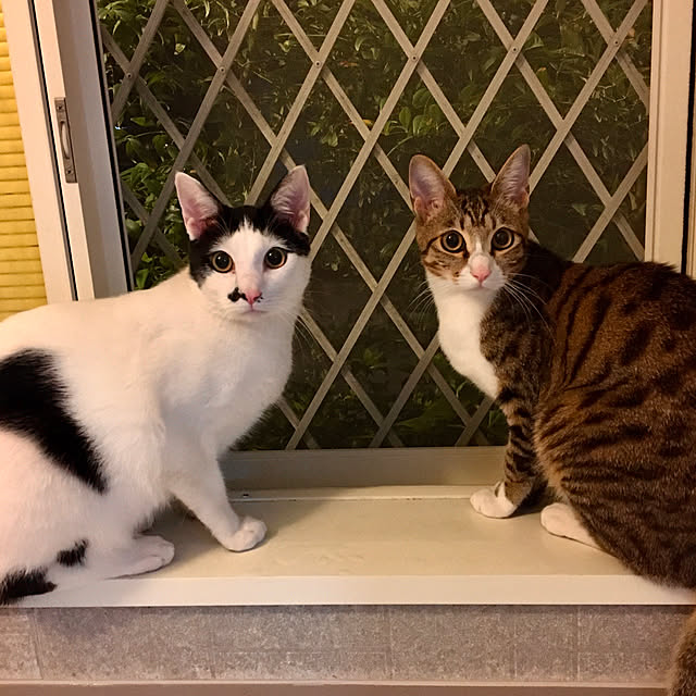 nobikoさんの実例写真