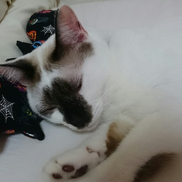 chibimariさんの実例写真