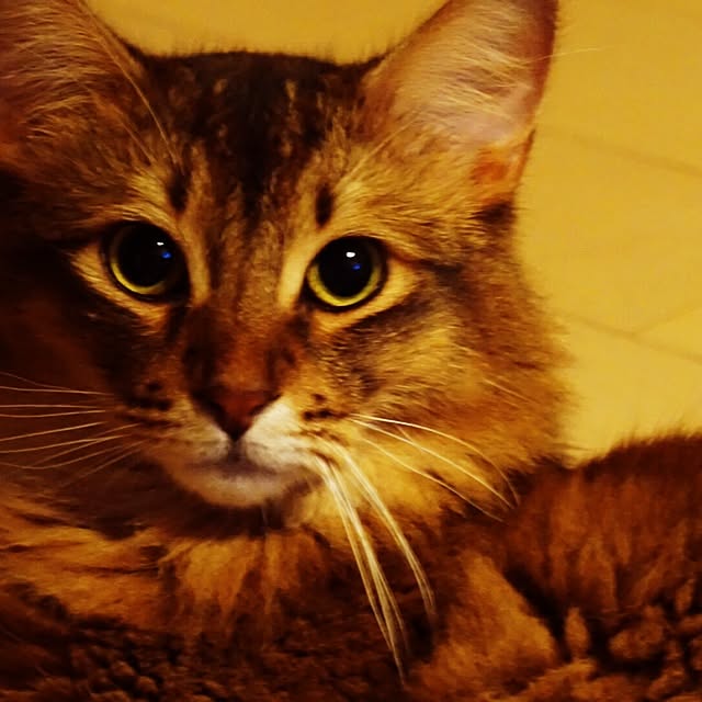 Tamakiさんの実例写真