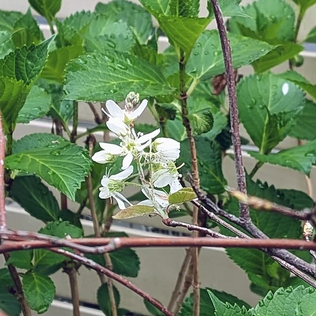 Bienvenueさんの実例写真