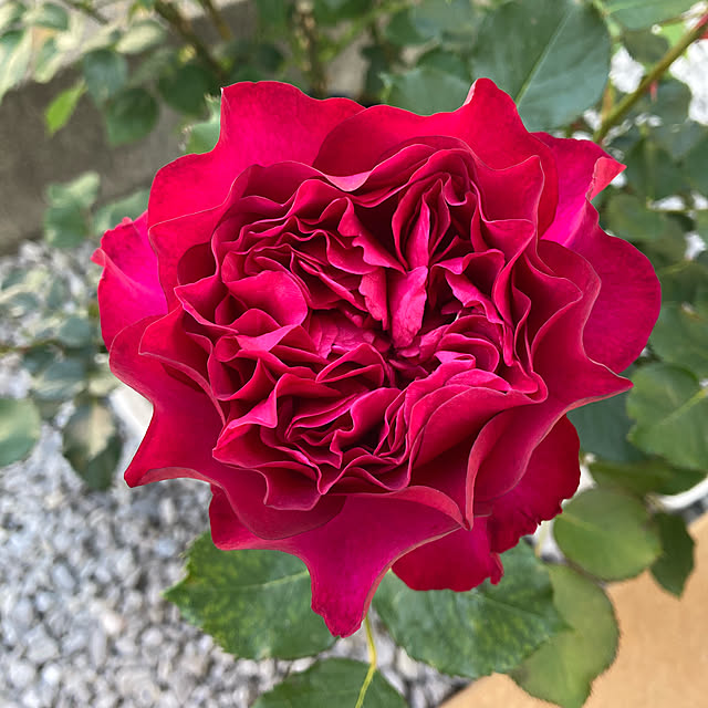 kuroさんの実例写真