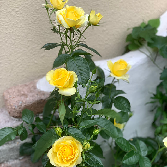 selina_yiyiさんの実例写真