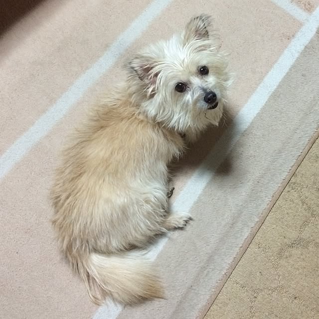 sykさんの実例写真