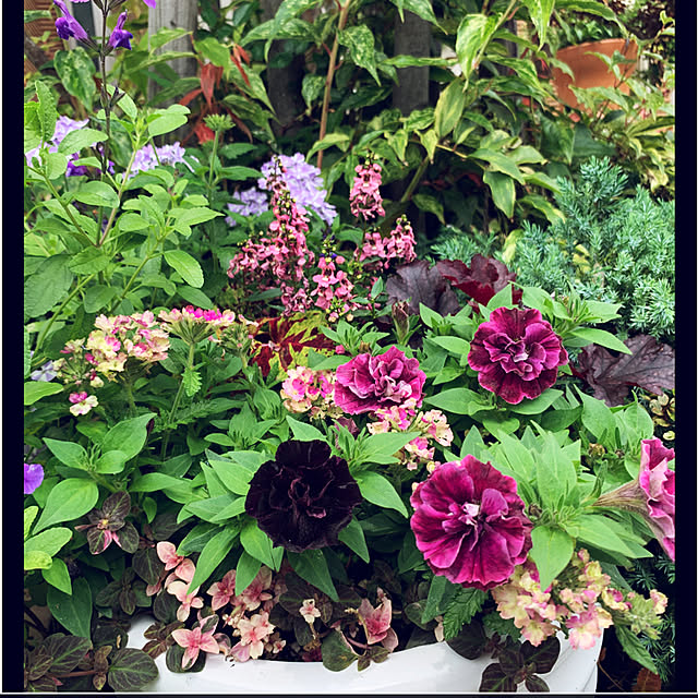 yukarin-gardenさんの実例写真