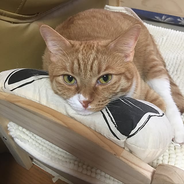 CATさんの実例写真