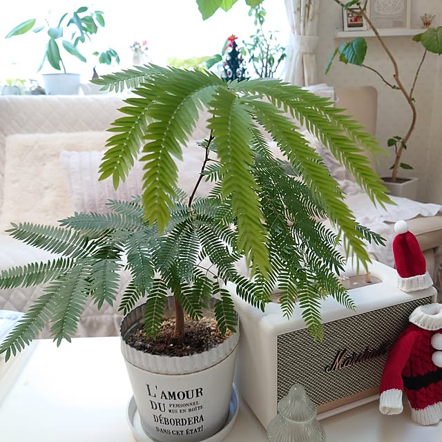 fleur-mamanさんの部屋