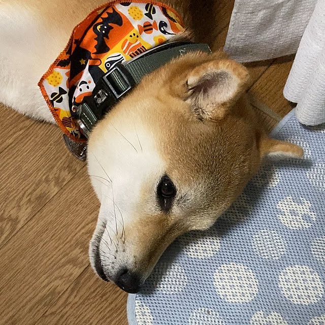 luckyさんの実例写真