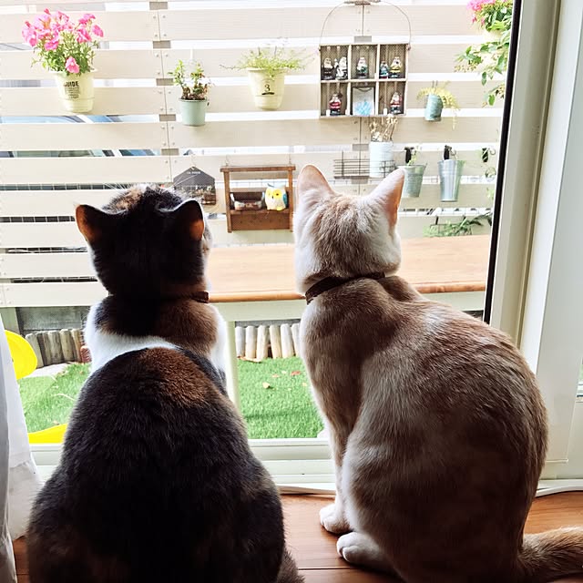 bambi_eyeさんの実例写真