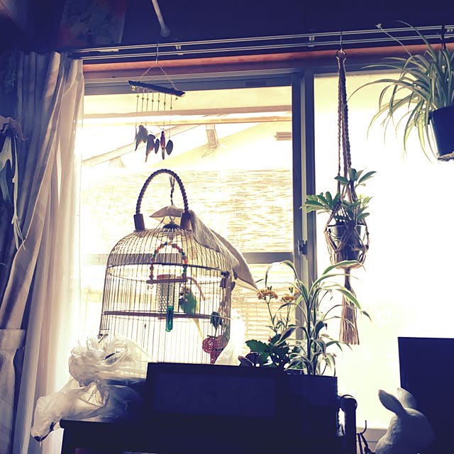 parrotさんの実例写真