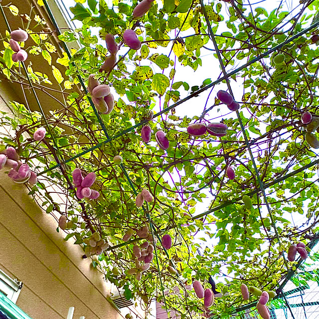 takakoさんの実例写真