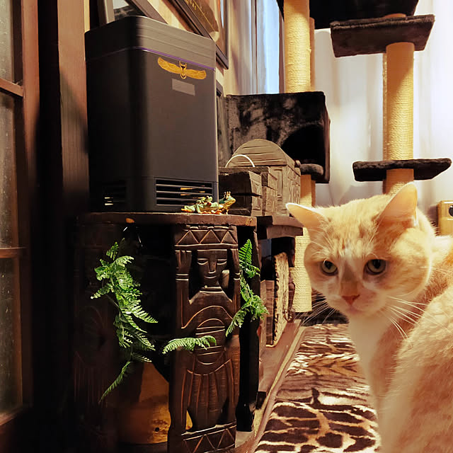 kobakissaさんの実例写真