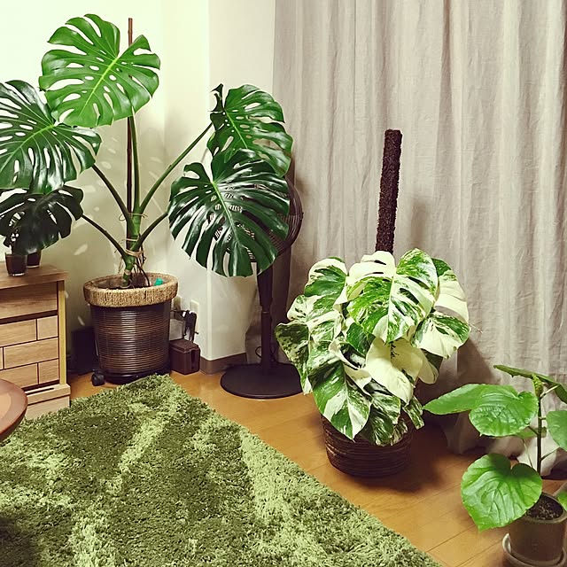 観葉植物 斑入りモンステラのおすすめ商品とおしゃれな実例 観葉植物 斑入りモンステラのおすすめ商品とおしゃれな実例