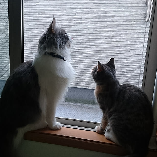 shinobuさんの実例写真