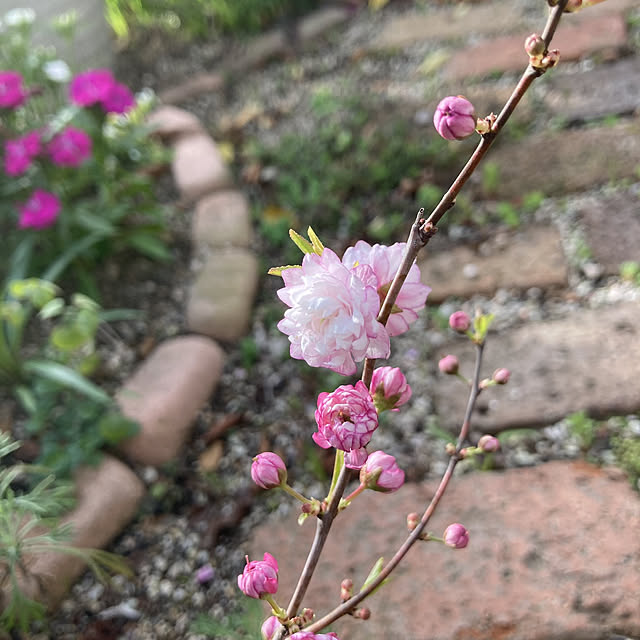 min_nimさんの実例写真