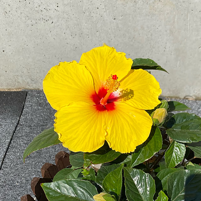 takokaiさんの実例写真