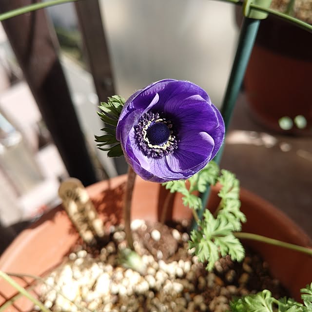 hopkeiさんの実例写真